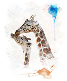 Watercolor Image Of Giraffes