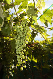Bunch of grapes in the vine