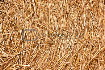Golden hay background