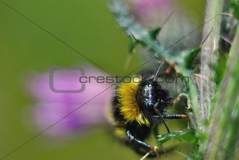 Dreamy bumble bee on a thistle blossom