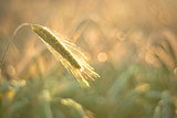 Wheat ear in the morning light