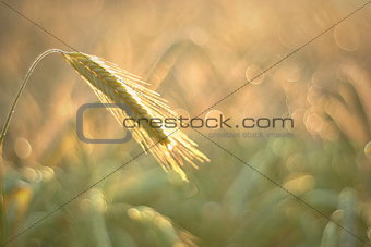 Wheat ear in the morning light