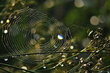 Spider web in the morning light