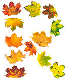 Letter R composed of autumn maple leafs