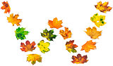 Letter W composed of autumn maple leafs