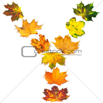 Letter Y composed of autumn maple leafs