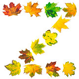 Letter Z composed of autumn maple leafs