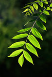 Young leaves of the walnut backlit