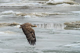 White Tailed Eagle in flight