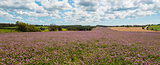 Panorama of clover flowers in bloom