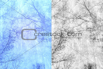 Bare trees branches