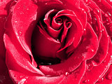 Close up rose and drops