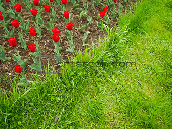 Red Tulips and Green Grass