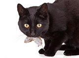 Black cat with his prey, a dead mouse