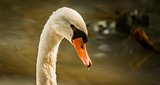 White Swan Head shot