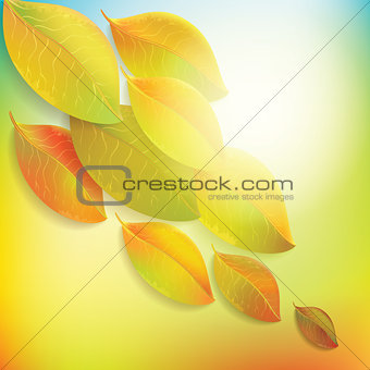 Autumn colorful leaves on colorful background.