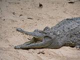 australian freshwater crocodile