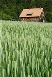 House in the wheat field