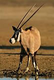 Gemsbok antelope 