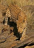 Male leopard 