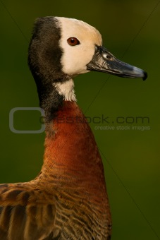  White-faced duck