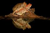 Mating red toads 