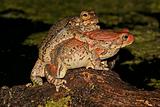 Mating red toads