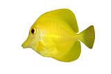 Yellow fish isolated