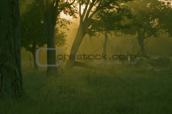 South Luangwa National Park (Zambia) early in the morning