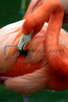 Pink flamingo grooming herself