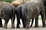 Three elephants standing together in their enclosure