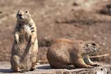black tailed prairie marmot 