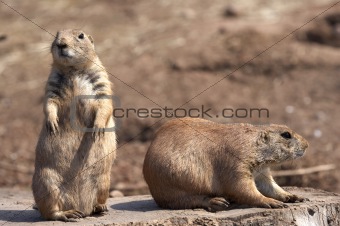 black tailed prairie marmot 