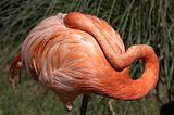single pink flamingo