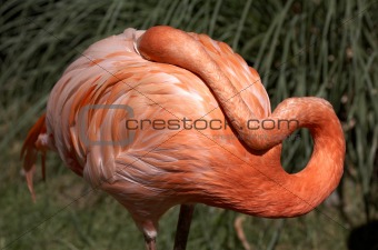 single pink flamingo