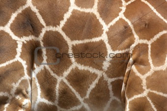 markings of the rothchilds giraffe