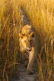 Lioness in long grass