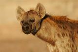 Hyena portrait 