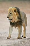 Black-maned lion