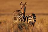 Cape Mountain Zebras 