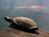 turtle and  red fish 