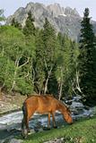 Horse grazing in the mountains