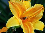 Day Lily and Grasshopper