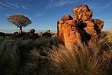 Quiver tree landscape