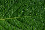 green plant leaf 