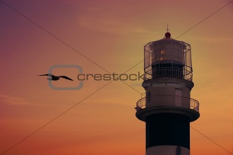 Bolderaja Lighthouse in sunset and flying Seagull