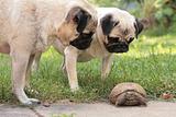 Pugs and reptile
