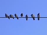 Pigeons on a string