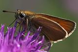 British moth