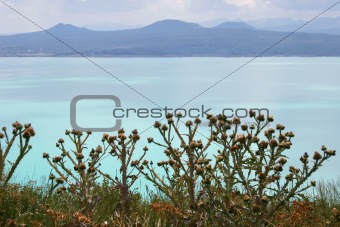 Thistles on Sevan lake, Armenia